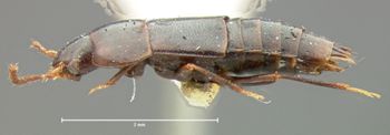 Media type: image;   Entomology 7340 Aspect: habitus lateral view